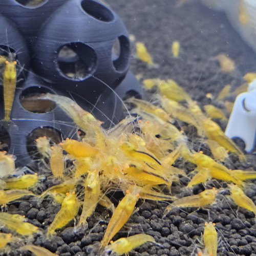 Caridina Yellow king kong orange eyes
