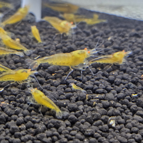 Caridina Yellow king kong orange eyes