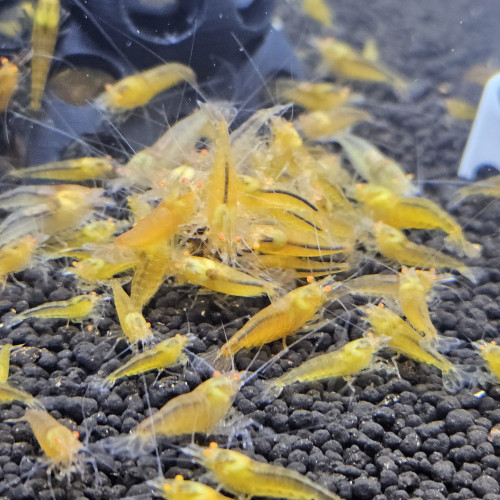 Caridina Yellow king kong orange eyes