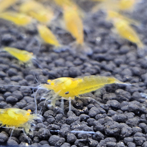 Caridina Yellow king kong orange eyes