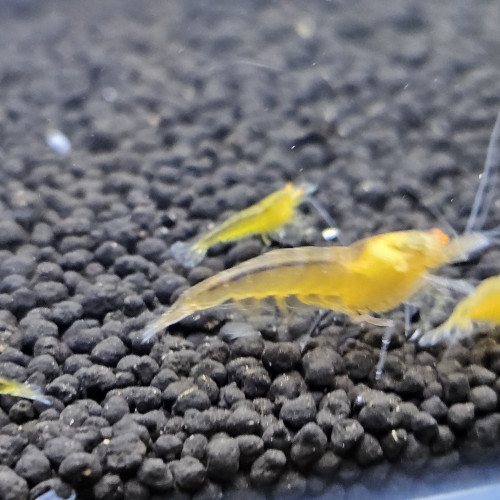 Caridina Yellow king kong orange eyes