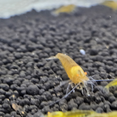 Caridina Yellow king kong orange eyes