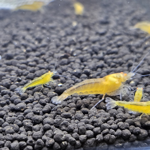 Caridina Yellow king kong orange eyes