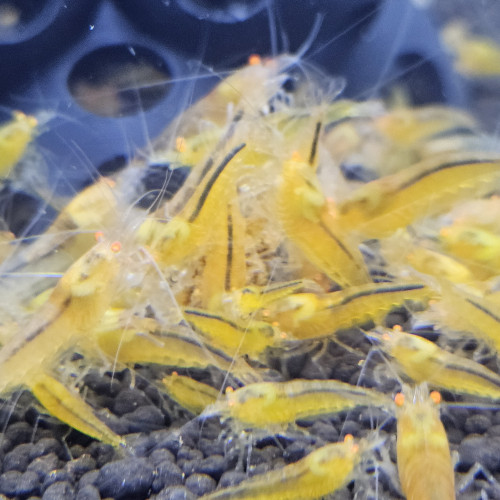 Caridina Yellow king kong orange eyes