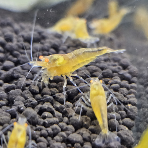 Caridina Yellow king kong orange eyes