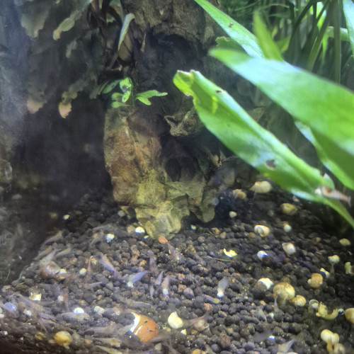 malawa (mini-japonica)