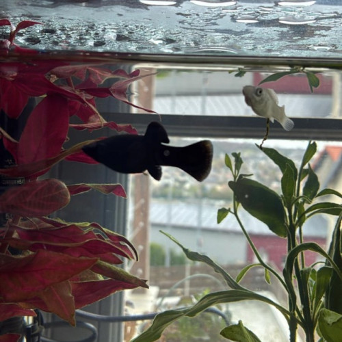 Don – Femelle Molly sphenops  noire