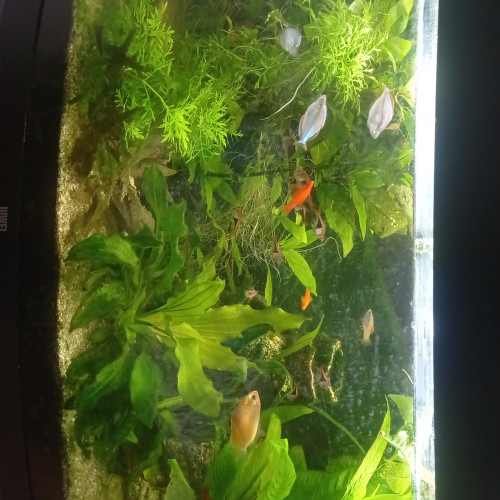 Lot de poissons d'aquarium