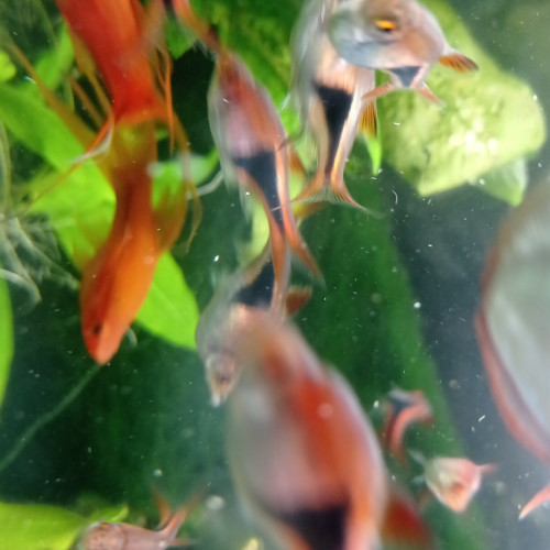 Lot de poissons d'aquarium