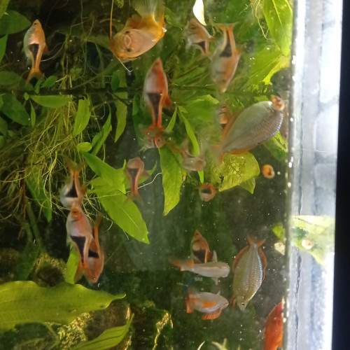Lot de poissons d'aquarium