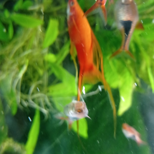 Lot de poissons d'aquarium