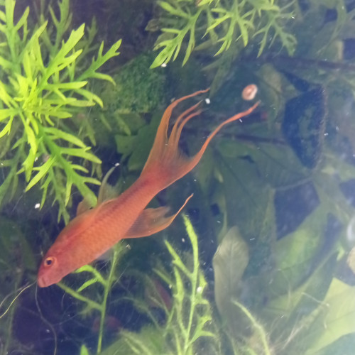 Lot de poissons d'aquarium