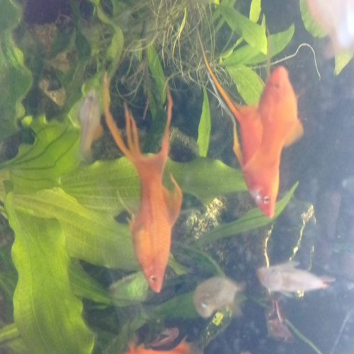 Lot de poissons d'aquarium