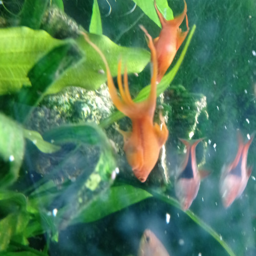 Lot de poissons d'aquarium