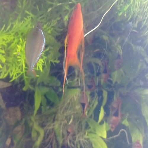 Lot de poissons d'aquarium