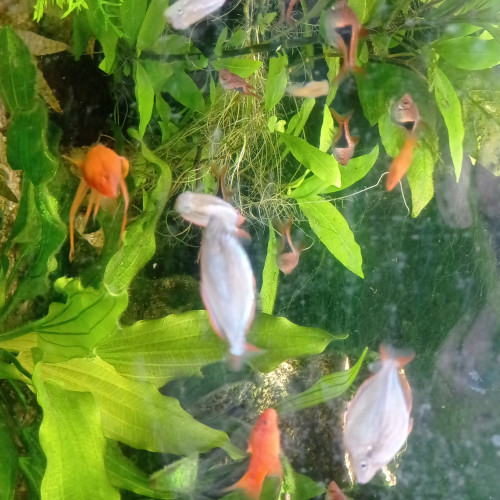 Lot de poissons d'aquarium