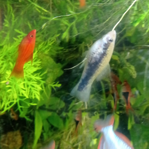 Lot de poissons d'aquarium