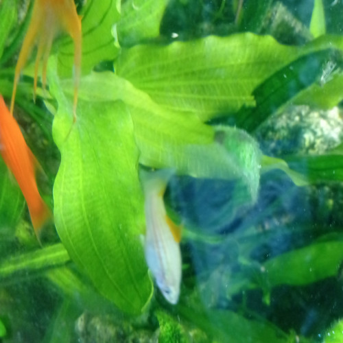 Lot de poissons d'aquarium