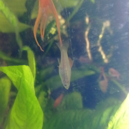 Lot de poissons d'aquarium