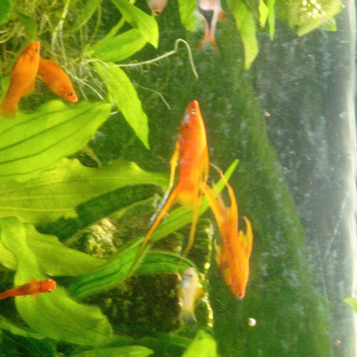 Lot de poissons d'aquarium