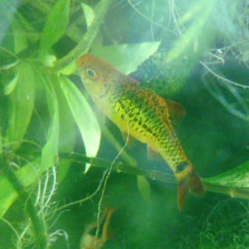 Lot de poissons d'aquarium