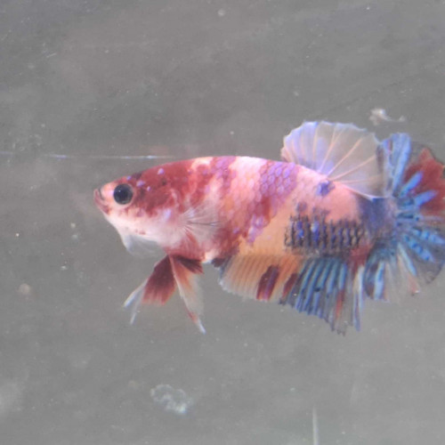 Jeune male betta plakat nemo yellow base 4,5 mois