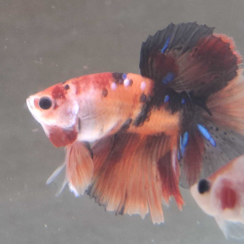 Jeune male betta halfmoon combattant 6 mois