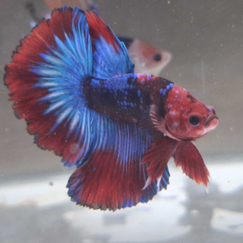 Jeune Male halfmoon combattant galaxy