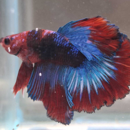 Jeune Male halfmoon combattant galaxy