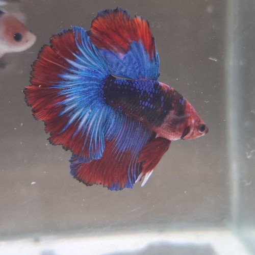 Jeune Male halfmoon combattant galaxy