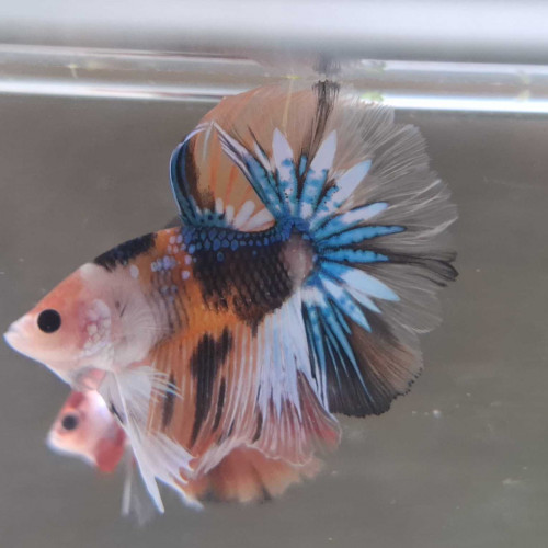 Jeune male nemo halfmoon variation metallique