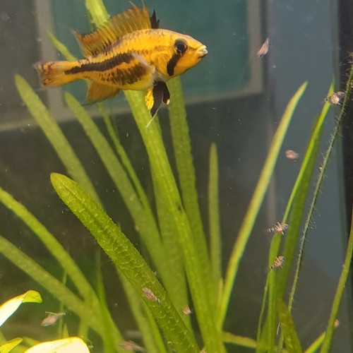 vends apistogramma  cacatuoides double red