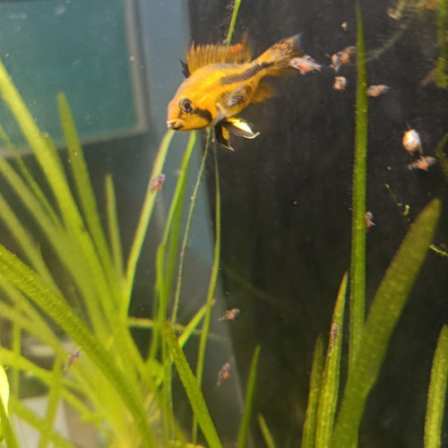 vends apistogramma  cacatuoides double red