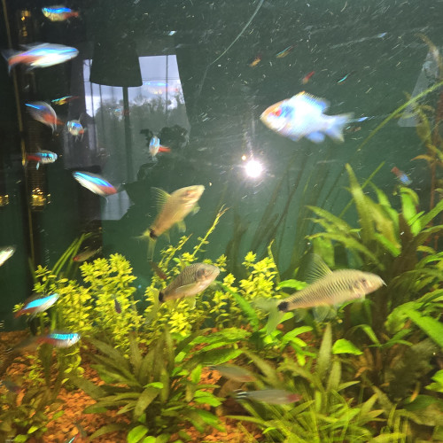 Donne 3 Crossocheilus reticulatus de 6 cm