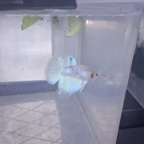 Betta male plakat halfmoon 3 mois et demi