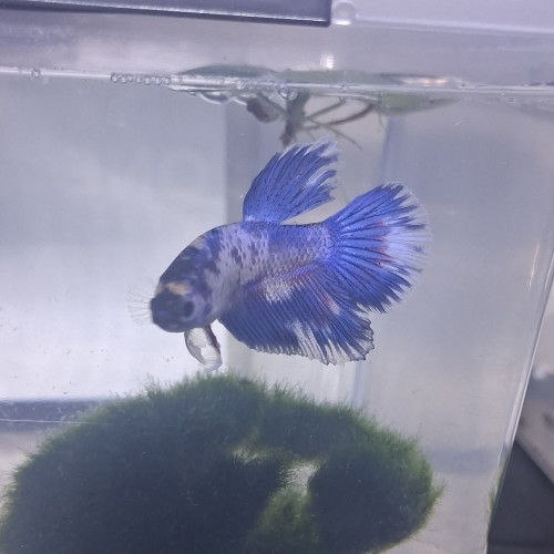 Betta male plakat halfmoon 3 mois et demi