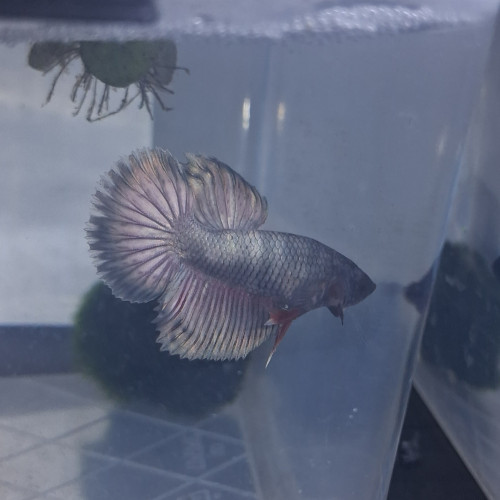 Betta male plakat halfmoon 3 mois et demi