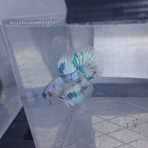 Betta male plakat halfmoon 3 mois et demi