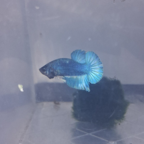 Betta male plakat halfmoon 3 mois et demi