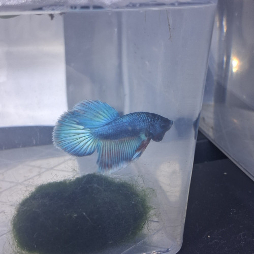 Betta male plakat halfmoon 3 mois et demi