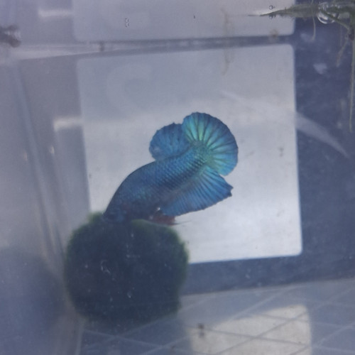 Betta male plakat halfmoon 3 mois et demi