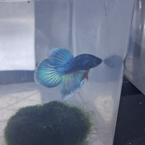 Betta male plakat halfmoon 3 mois et demi