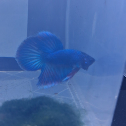 Betta male plakat halfmoon 3 mois et demi