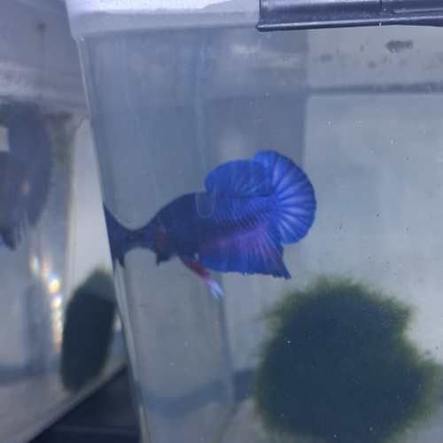 Betta male plakat halfmoon 3 mois et demi