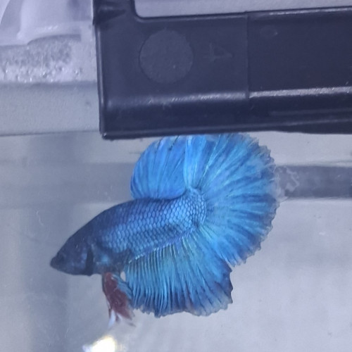 Betta male plakat halfmoon 3 mois et demi