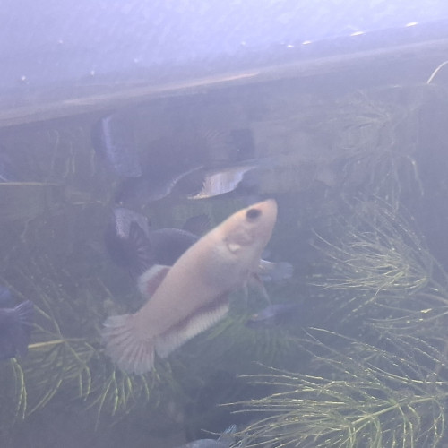 Betta plakat halfmoon femelles