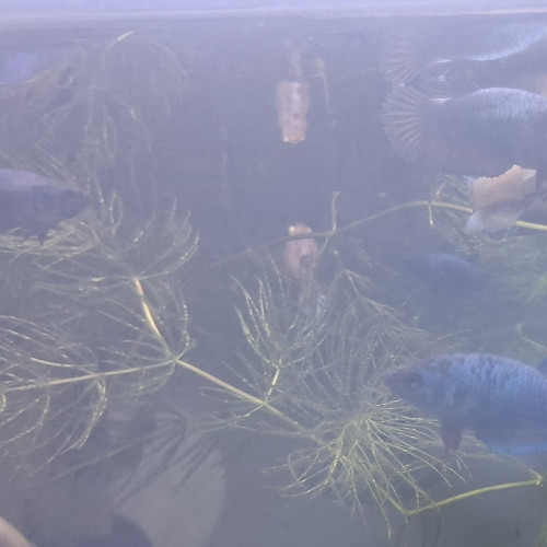 Betta plakat halfmoon femelles