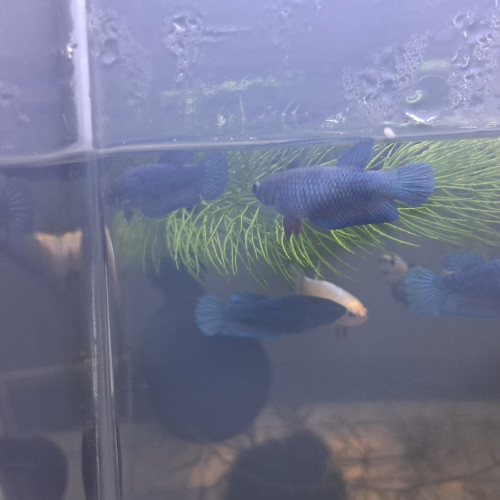 Betta plakat halfmoon femelles