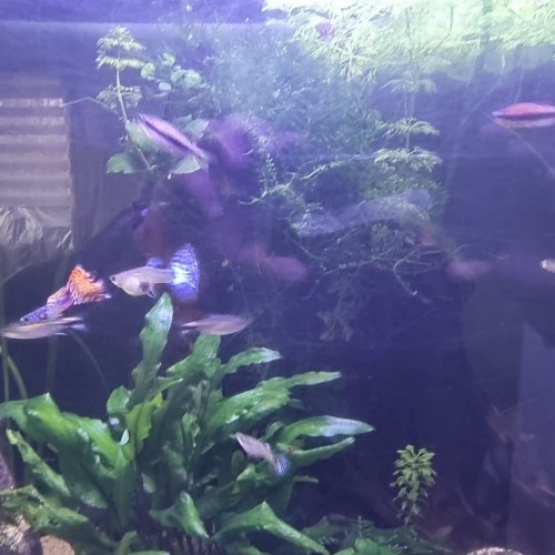 Vends guppy Poecilia reticulata