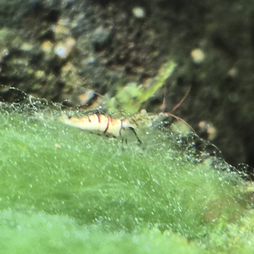 Lot mixte Crevettes Sulawasis